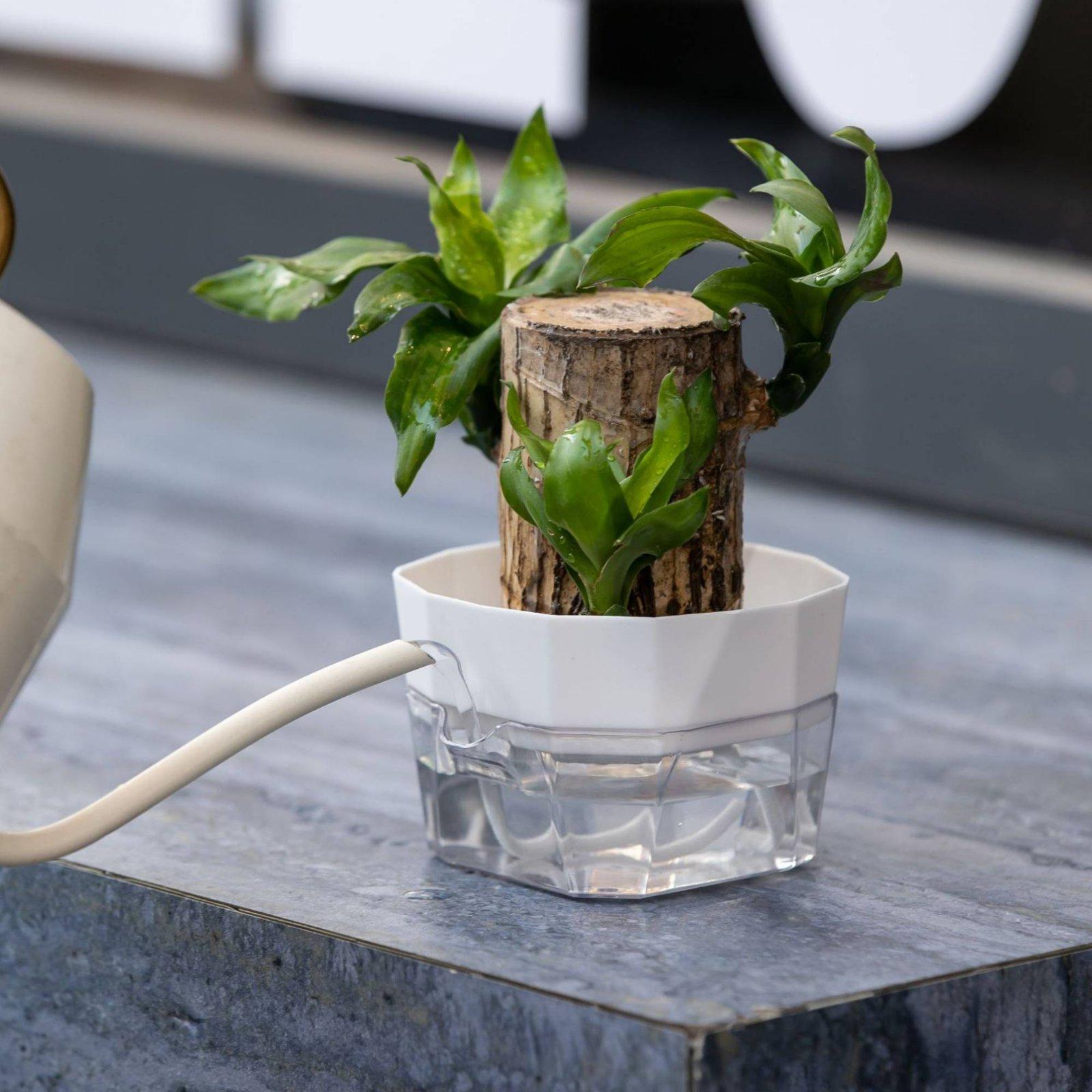 Hydroponic Vase Two Layer Self - Pet Supplies Usa review and price